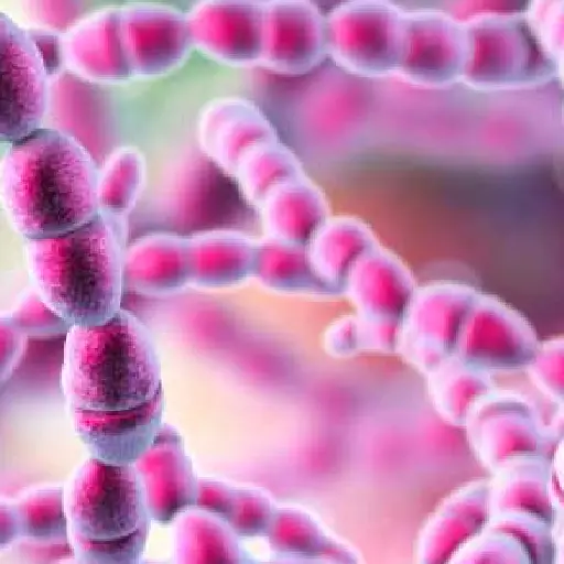Vive Biotics Ingredient:Streptococcus Thermophilus