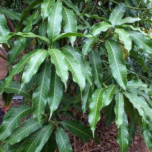 VolcaBurn Ingredient: Irvingia Gabonensis
